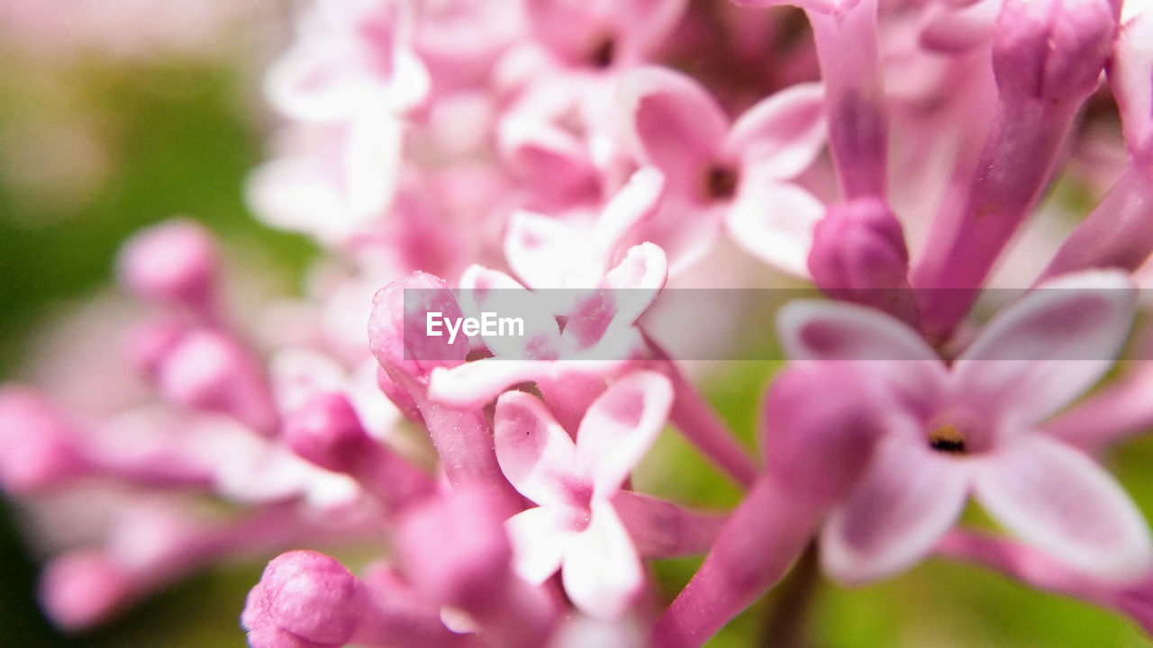 CLOSE-UP OF PINK ROSE FLOWERS