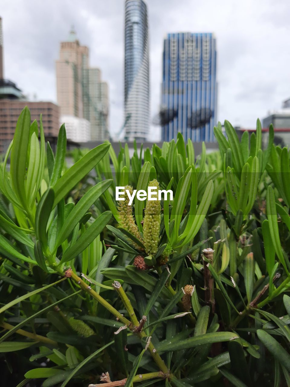 CLOSE-UP OF SUCCULENT PLANTS IN CITY