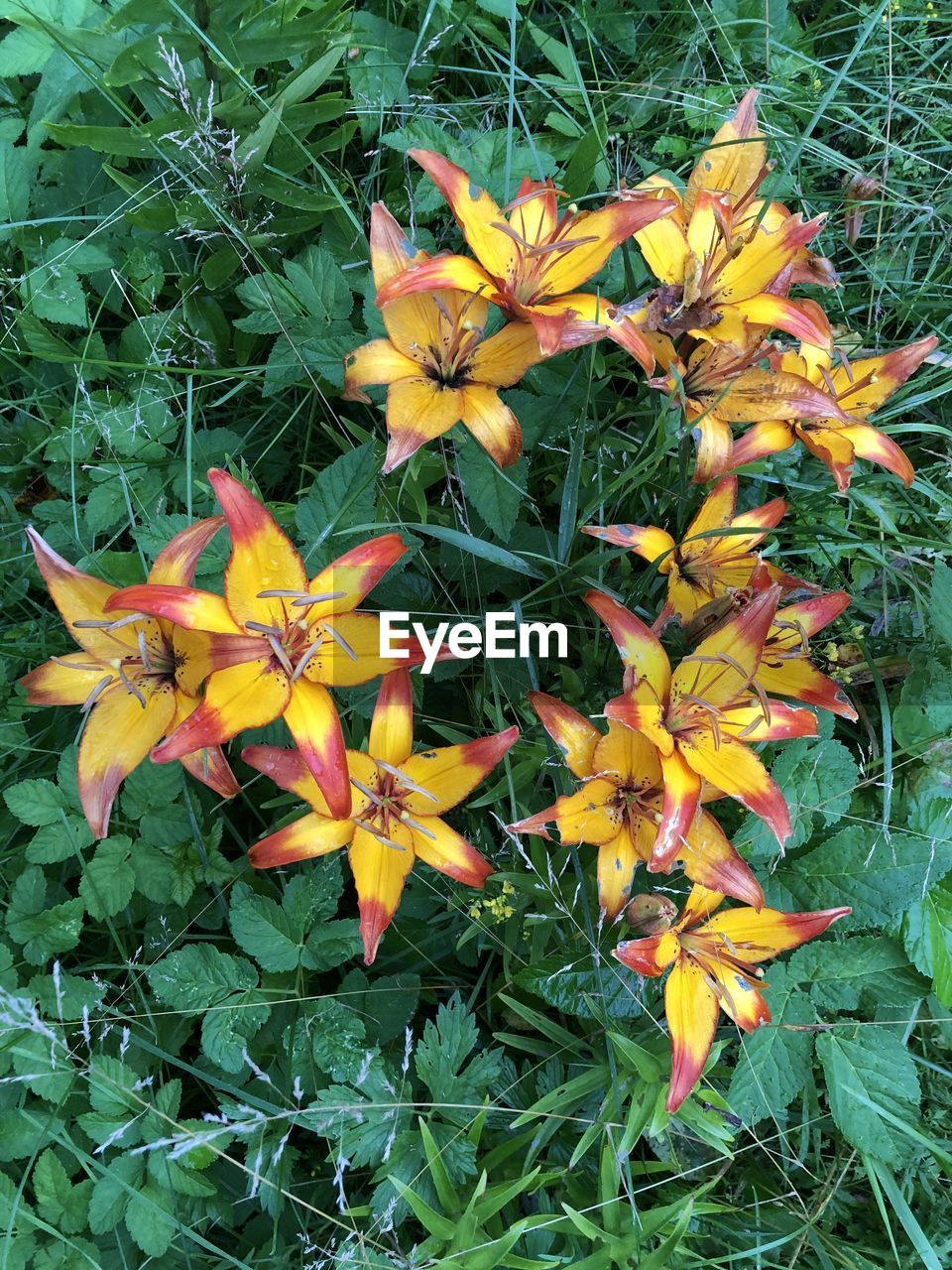 HIGH ANGLE VIEW OF FLOWERING PLANT