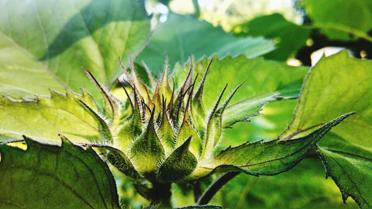 Close-up of sunflower bud in field