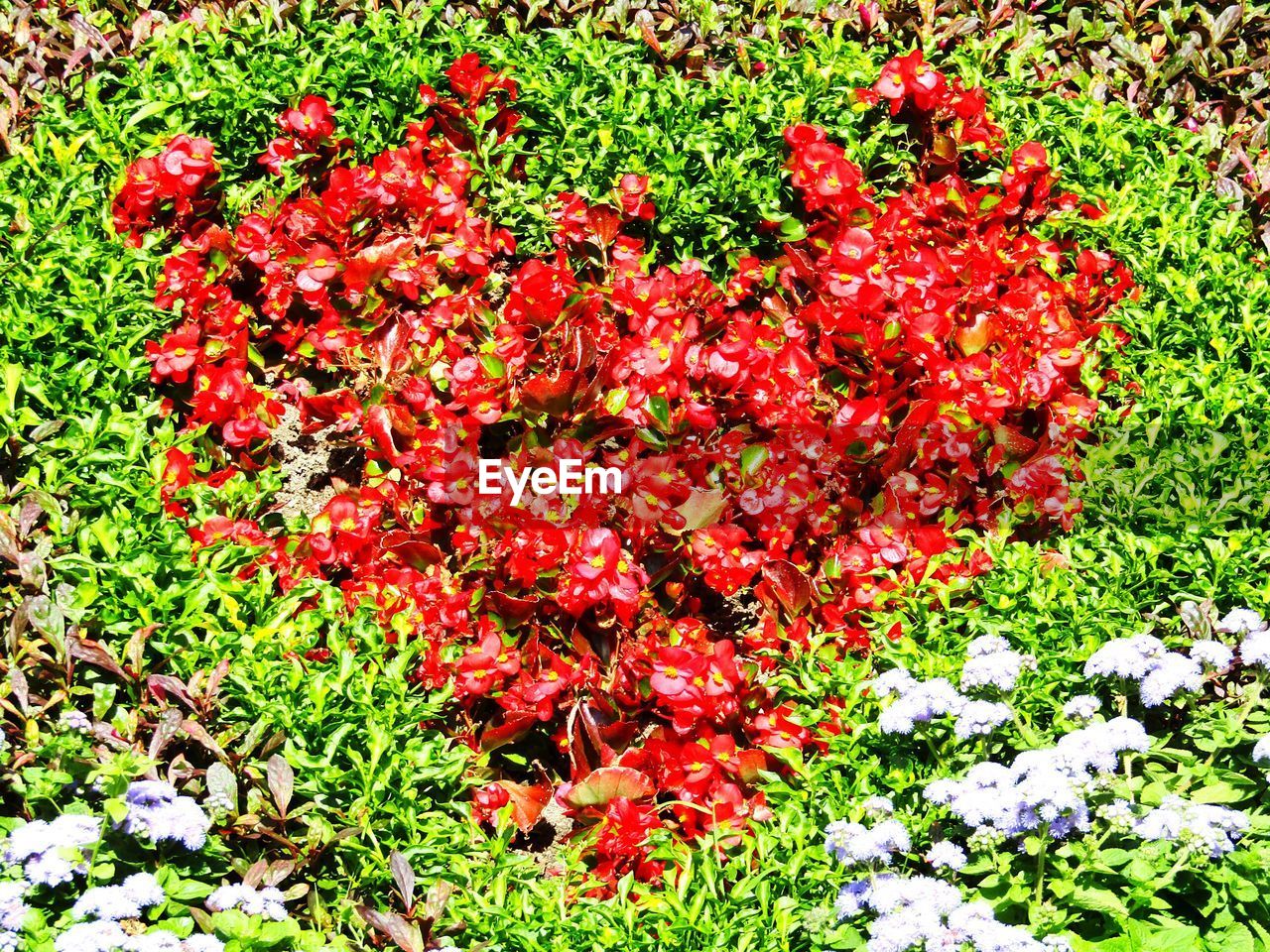 RED FLOWERS GROWING IN FIELD