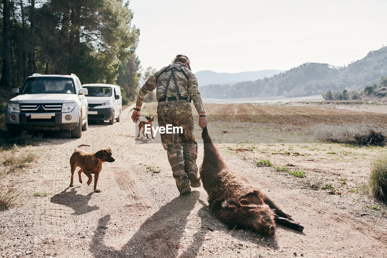 Back view of man in camouflage outfit dragging killed wild boar towards car after hunting