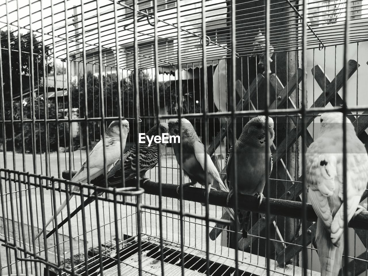 Close-up of budgerigars in birdcage