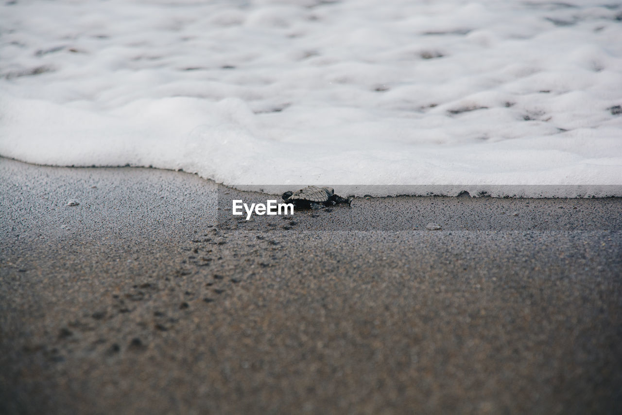 CLOSE-UP OF INSECT ON SHORE