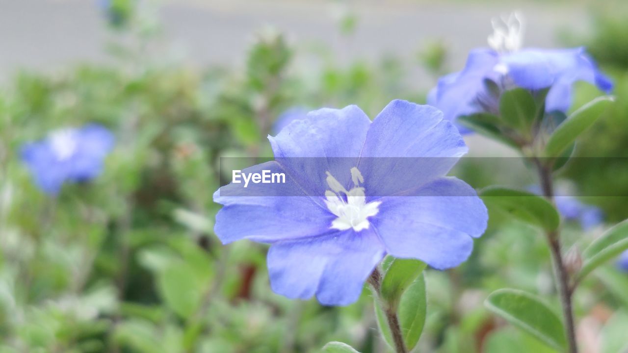 CLOSE-UP OF PURPLE FLOWER BLOOMING