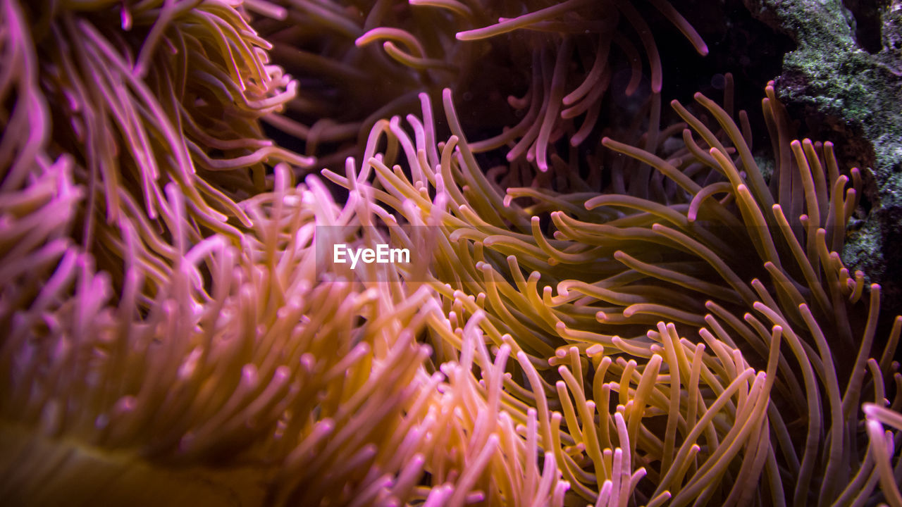 Close-up of coral in sea