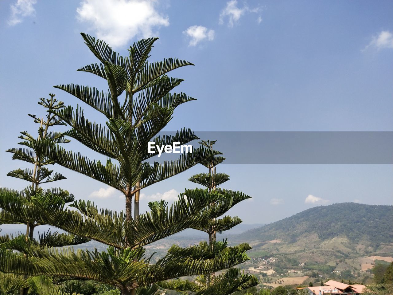 LOW ANGLE VIEW OF PALM TREE AND PLANTS AGAINST SKY