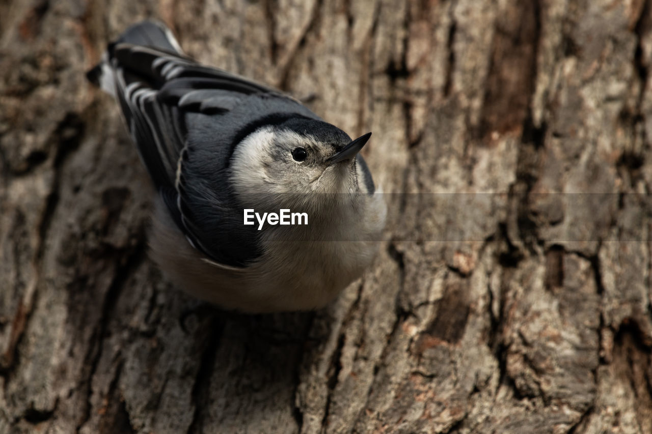 A white-breasted nuthatch, sitta carolinensis