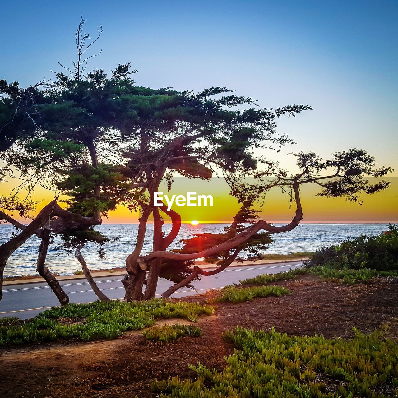 Trees growing on field against sea during sunset