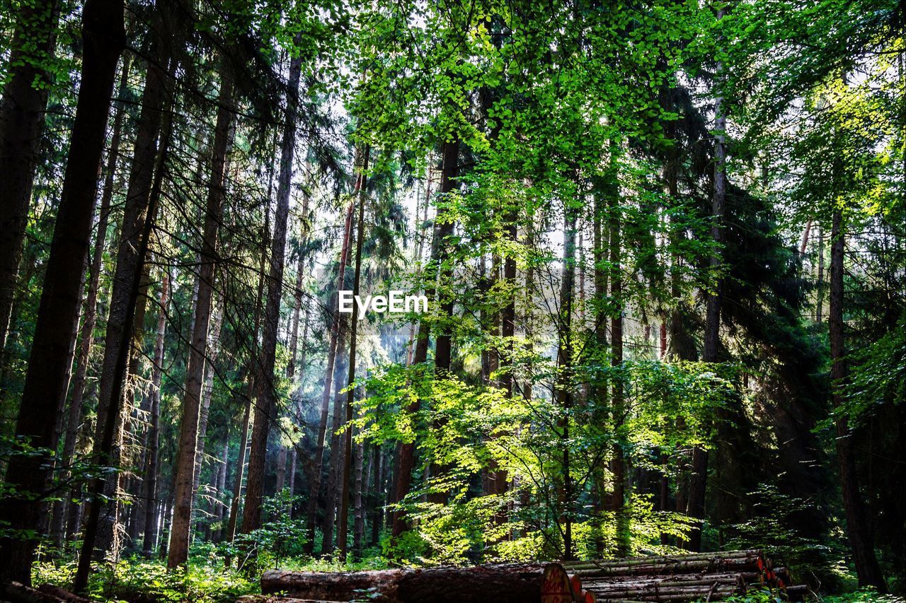 Trees growing in forest