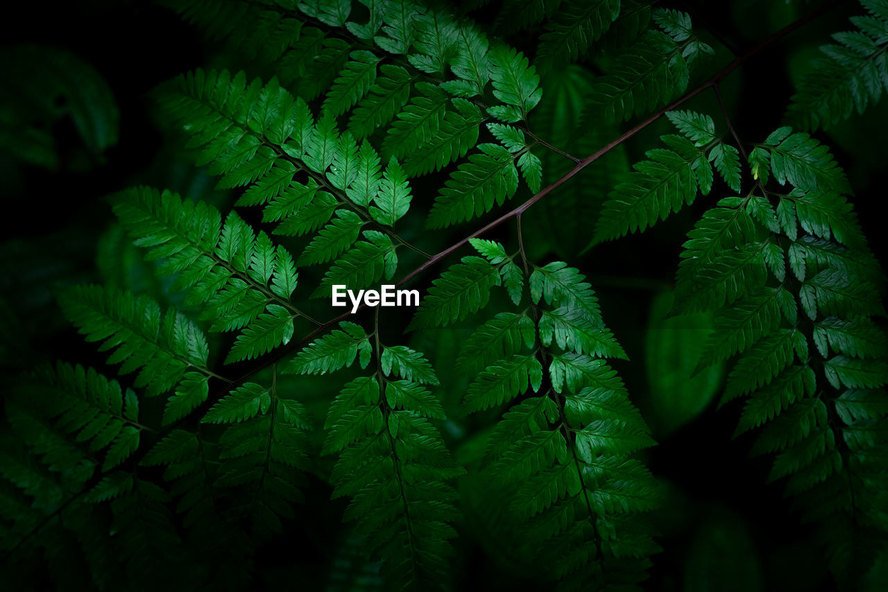 Group dark background of thriving fern with deep rich greens. concept of nature