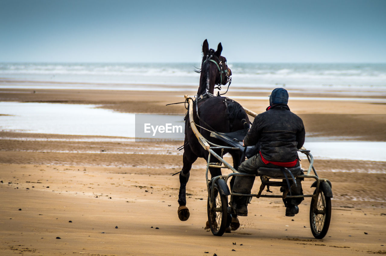 Rear view of man riding horse cart on beach