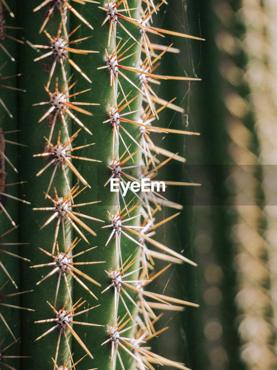 Close-up of cactus. come closer.