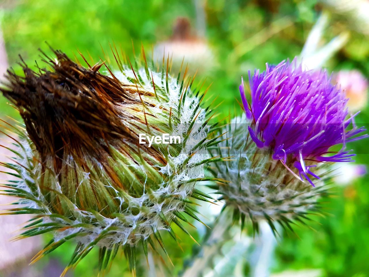 CLOSE-UP OF THISTLE AGAINST PURPLE FLOWERS