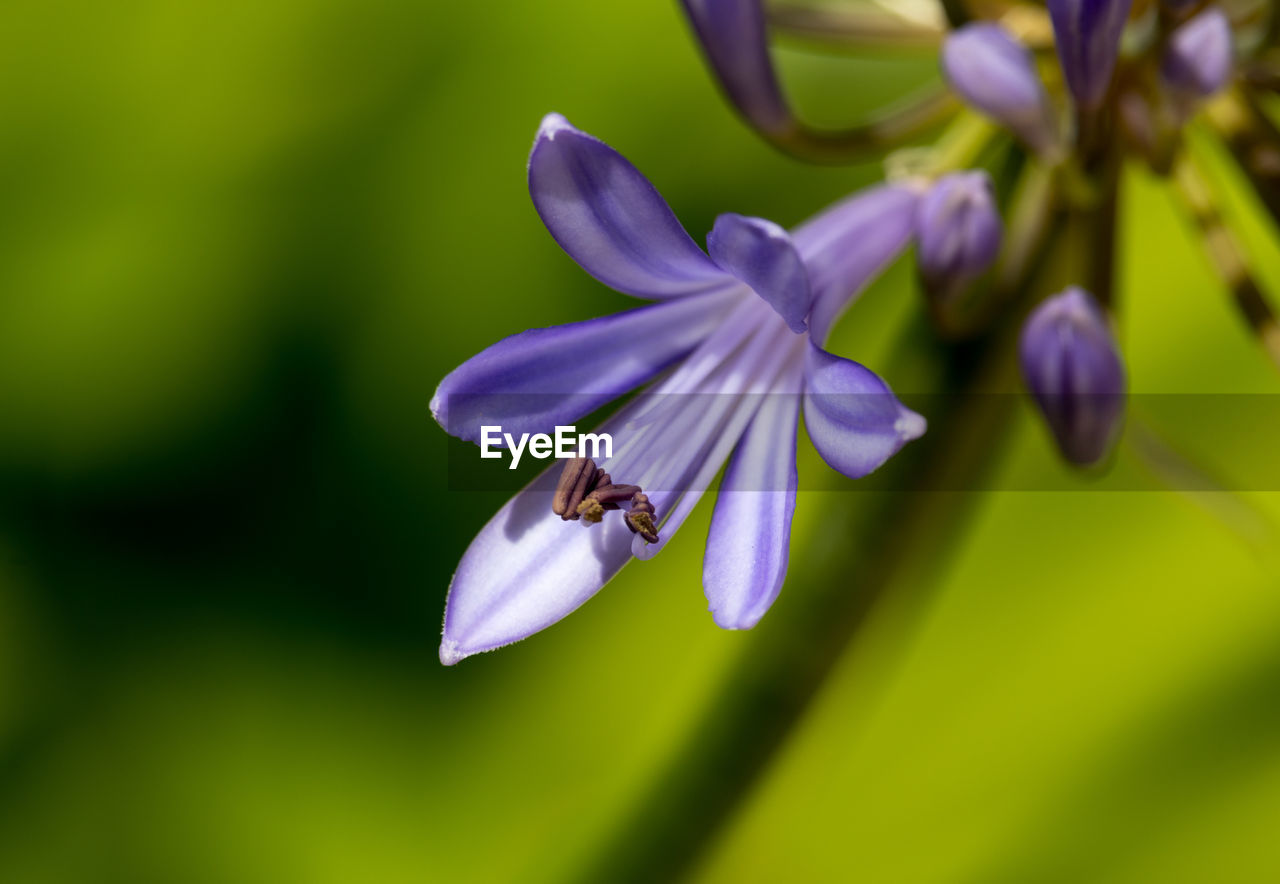 Close-up of african lily