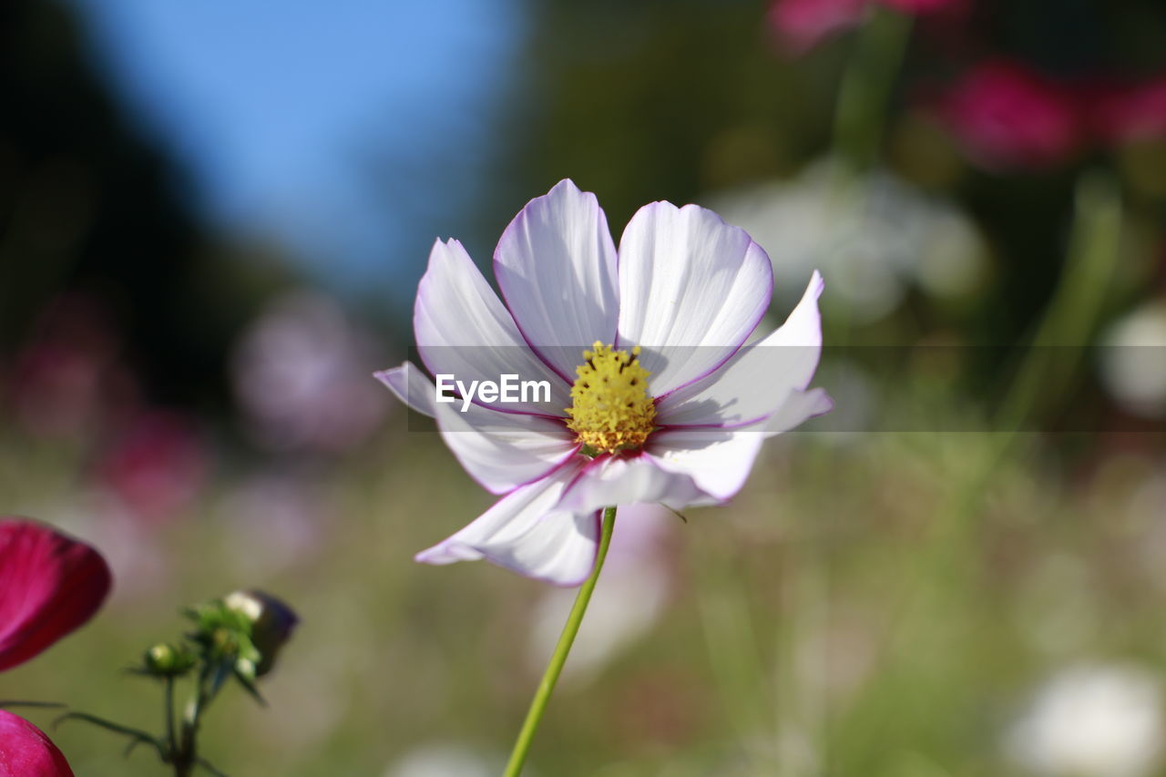 CLOSE-UP OF HONEY BEE ON COSMOS FLOWER BLOOMING OUTDOORS