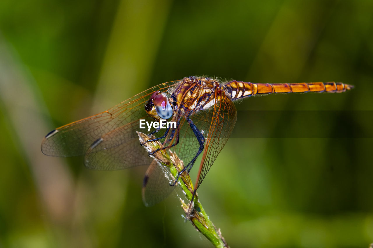 Macro-photo of a beautiful dragonfly 
