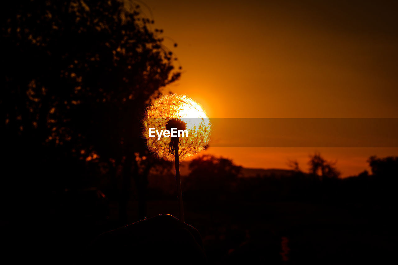 SILHOUETTE TREES AGAINST SKY DURING SUNSET