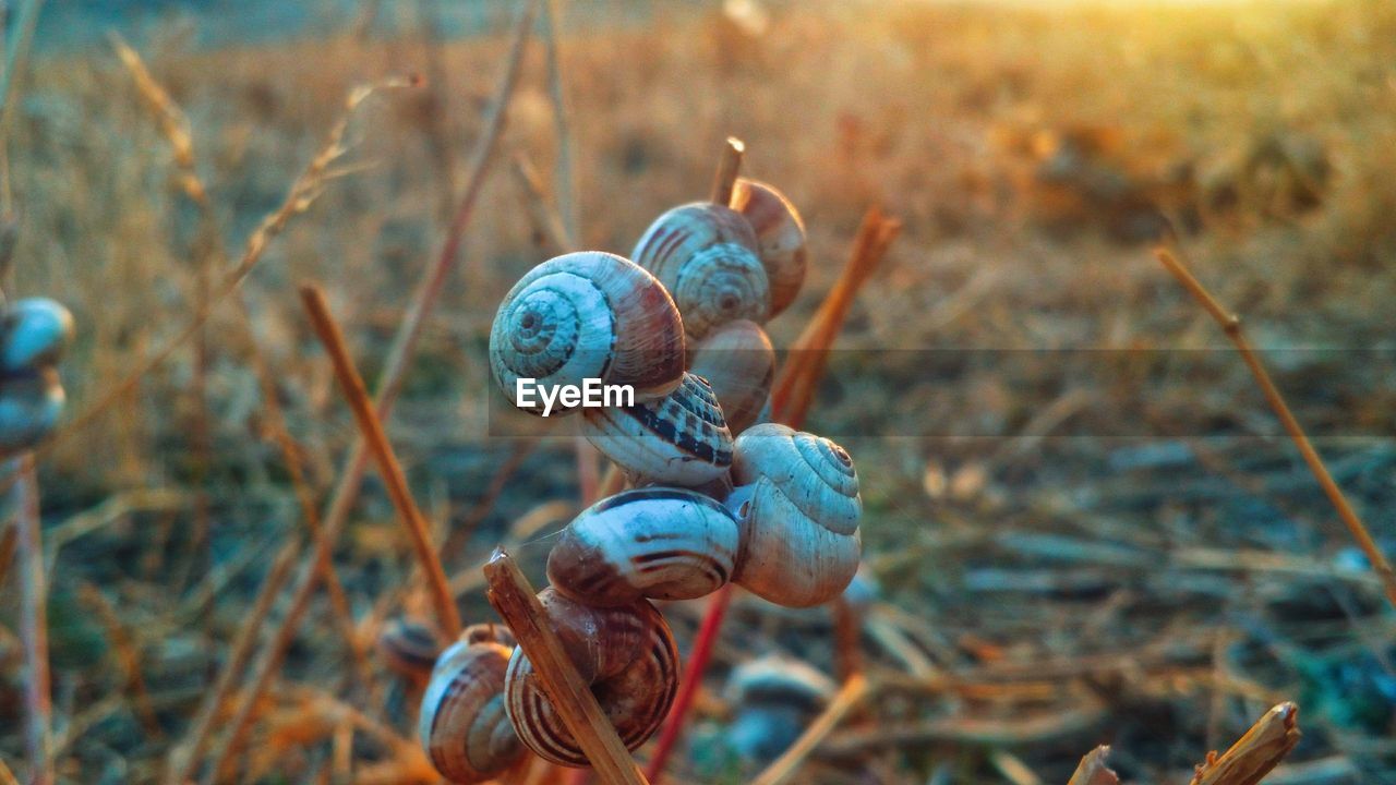 Close-up of snail on field