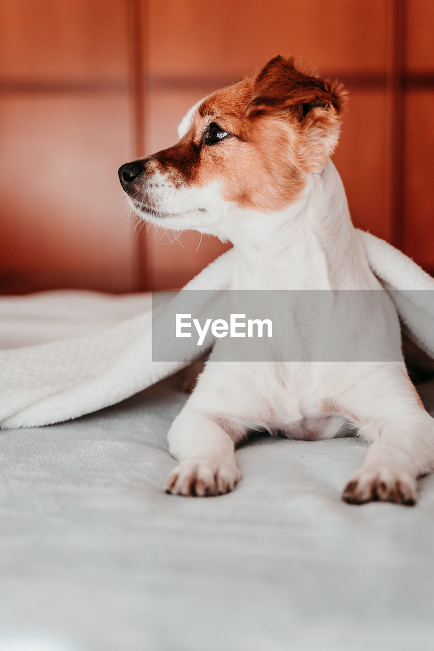 Close-up of dog resting on bed