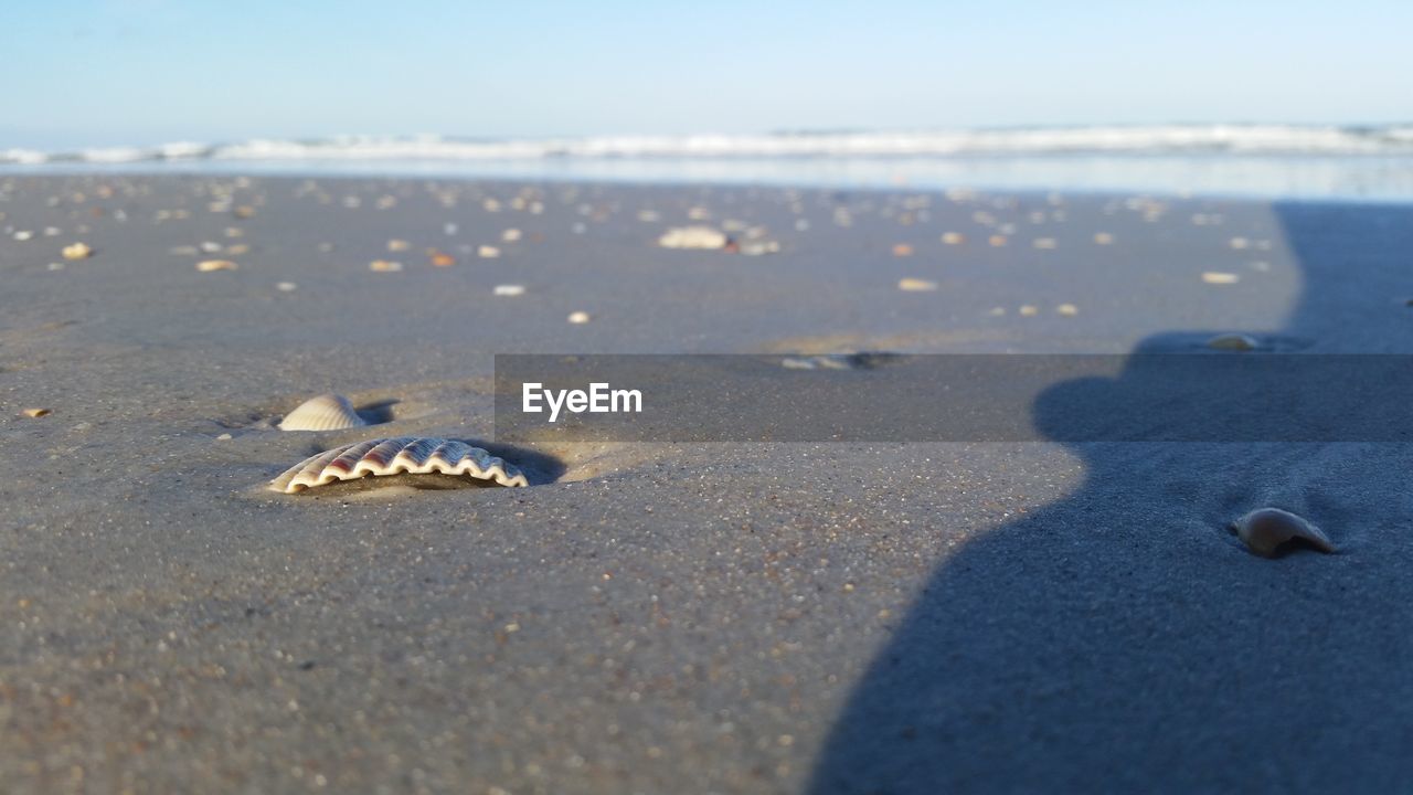 Close-up of crab on sand at beach against sky