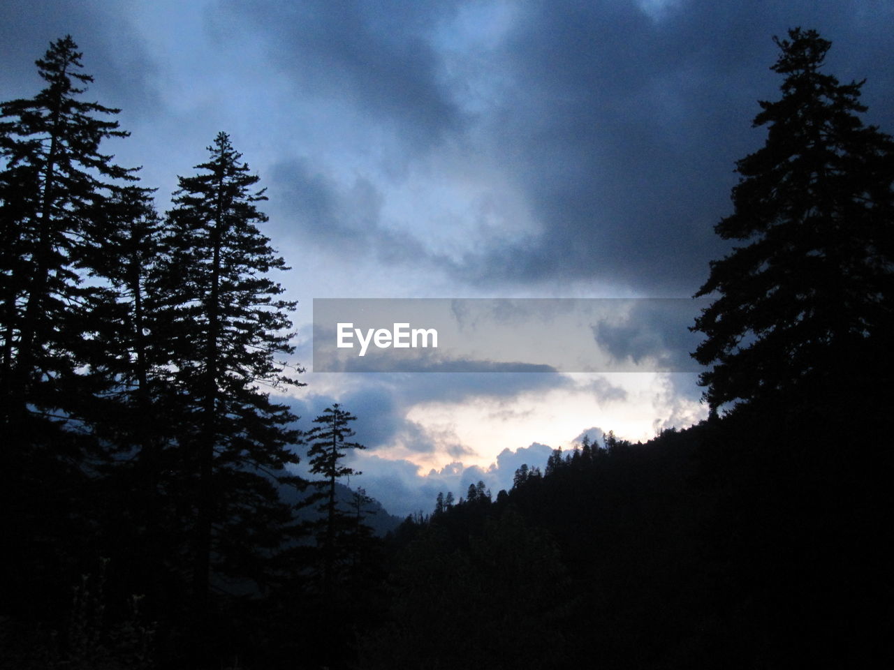 LOW ANGLE VIEW OF SILHOUETTE TREES AGAINST SKY IN FOREST