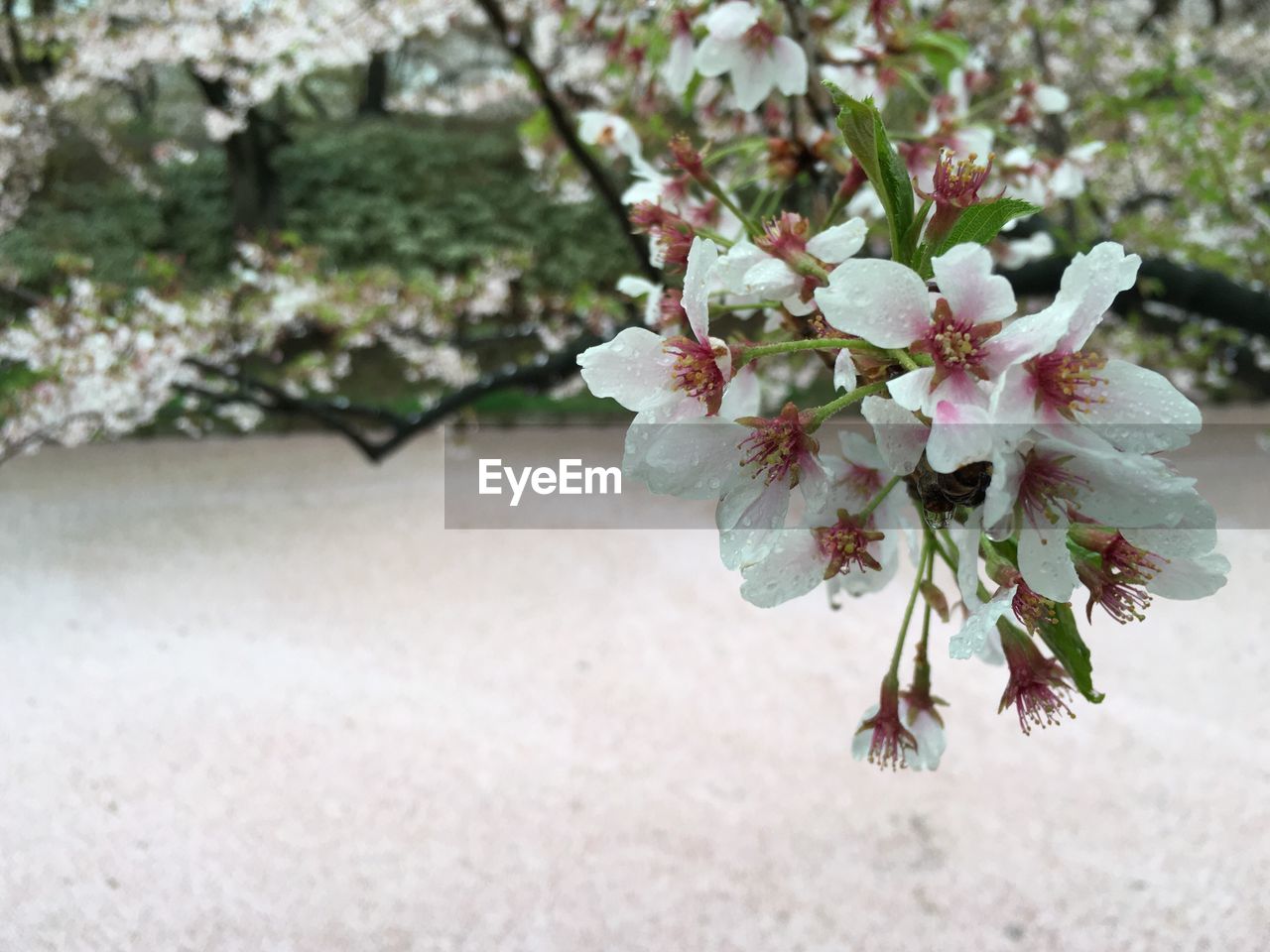 CLOSE-UP OF WHITE FLOWERS BLOOMING