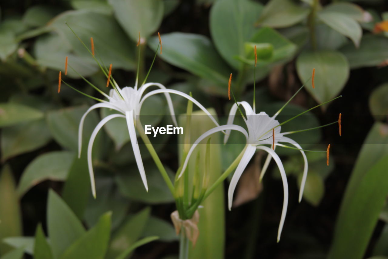 Close-up of white flowering plant