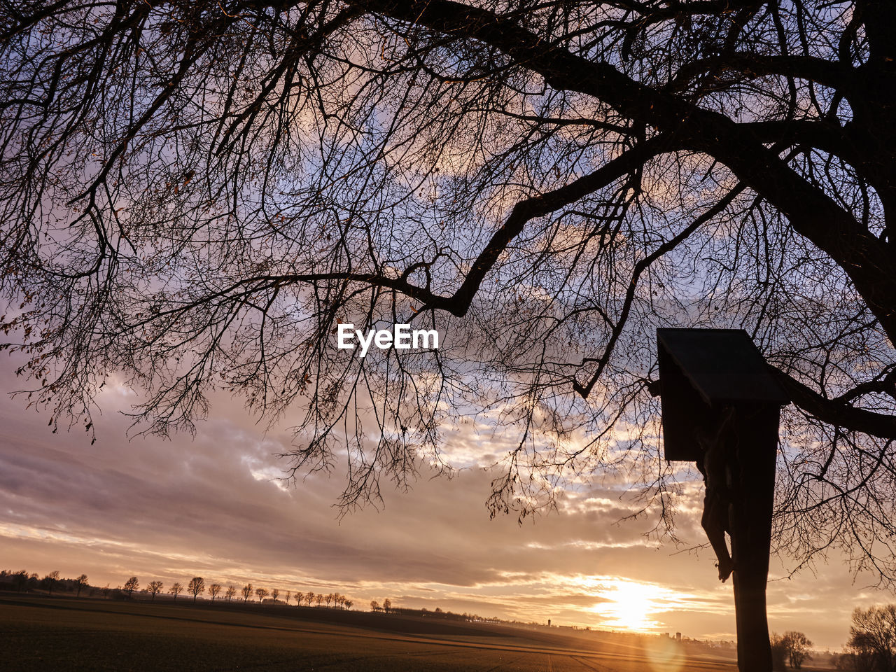 LOW ANGLE VIEW OF TREE AGAINST SKY