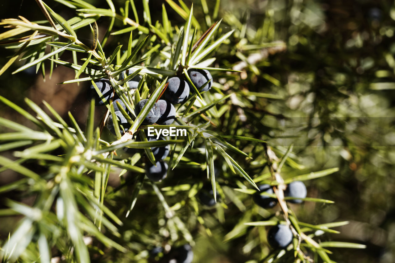 Branch of juniper tree with green leaves and black cones ina sunnny day , macro lens