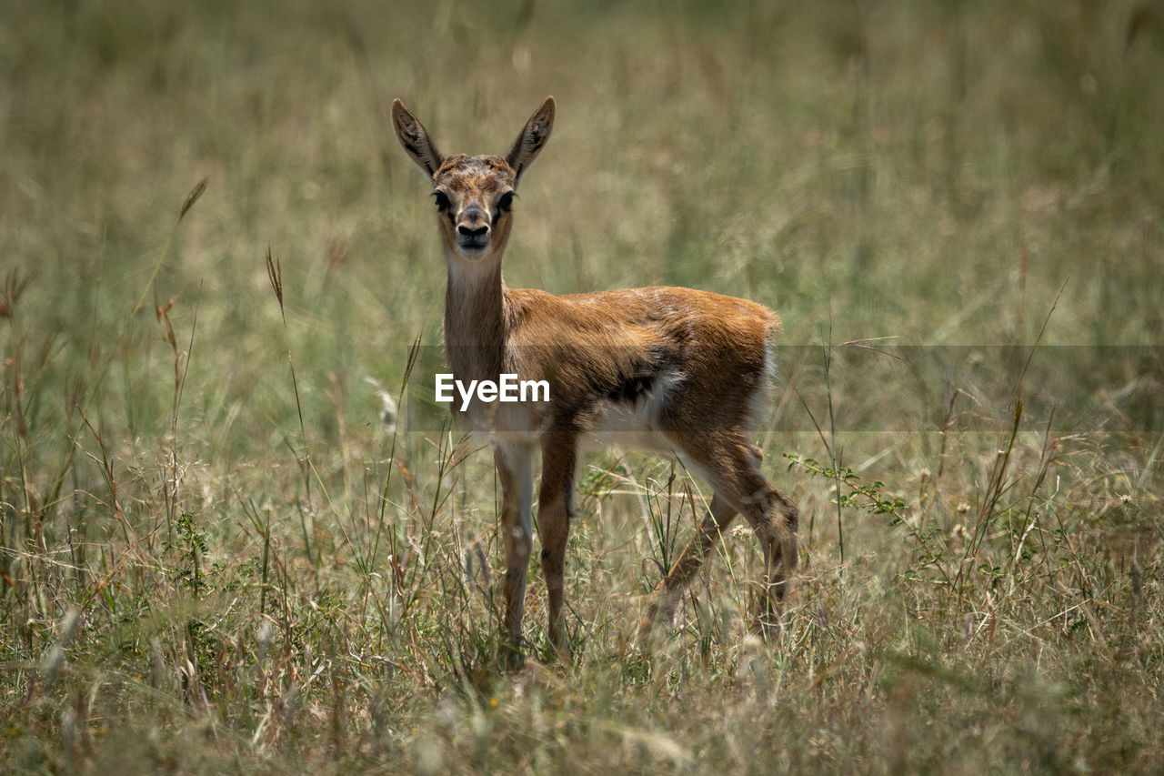 Side view of deer standing amidst plants on land