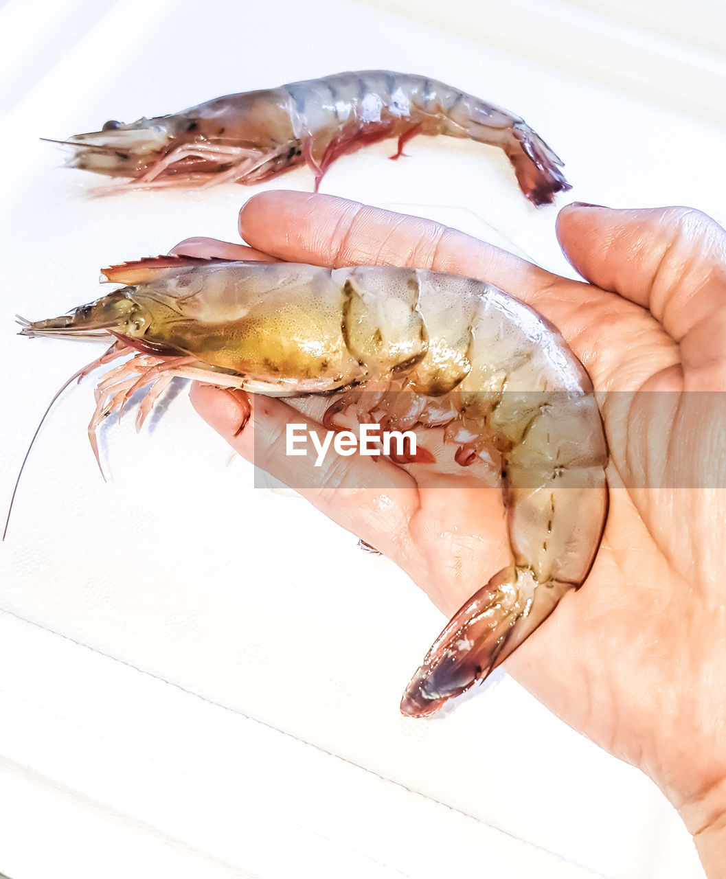 Hand holding large fresh shrimp 