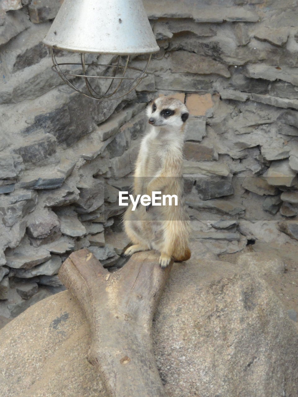 High angle view of meerkat against stone wall