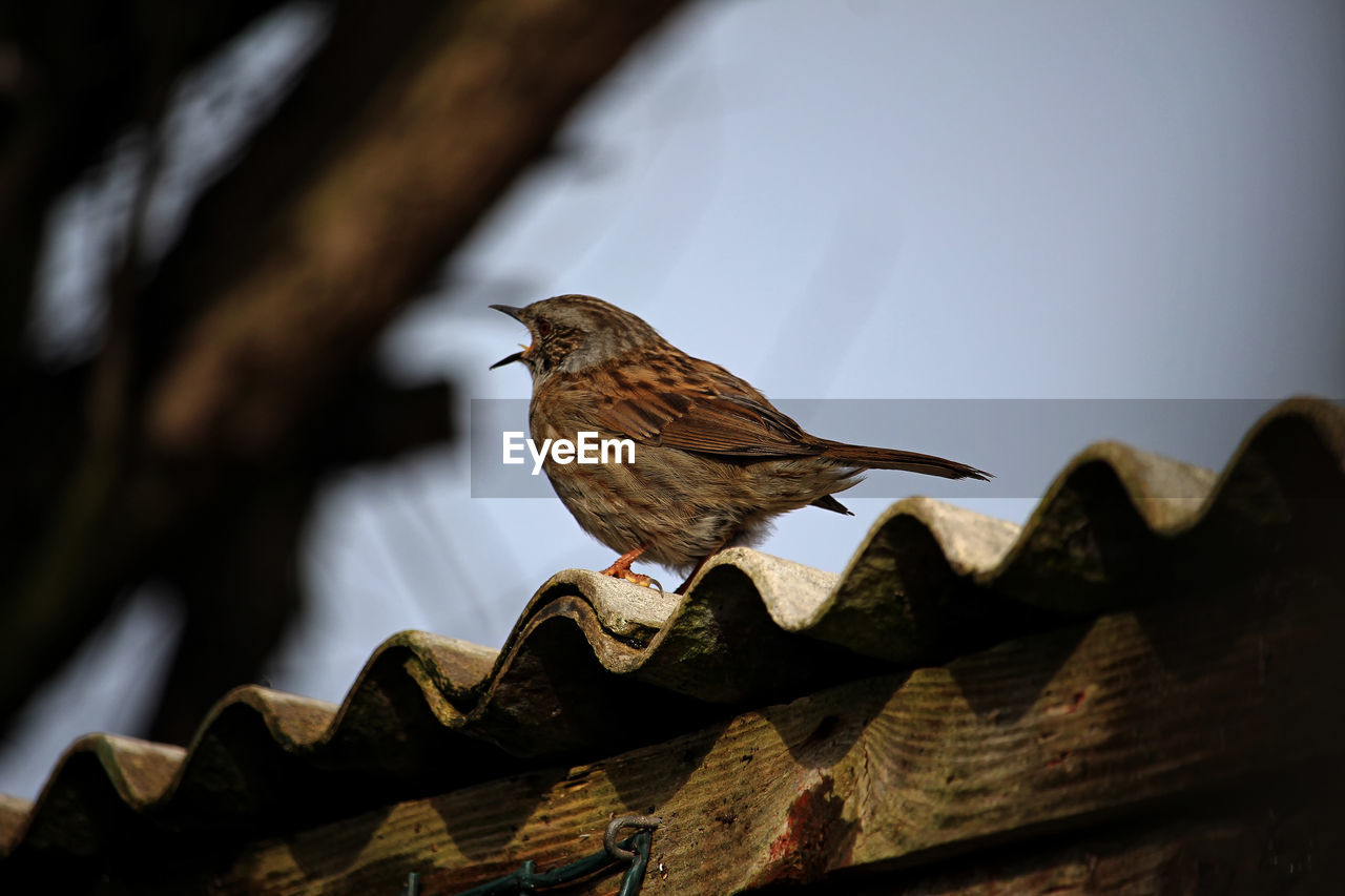 CLOSE-UP OF SPARROW PERCHING ON ROOF