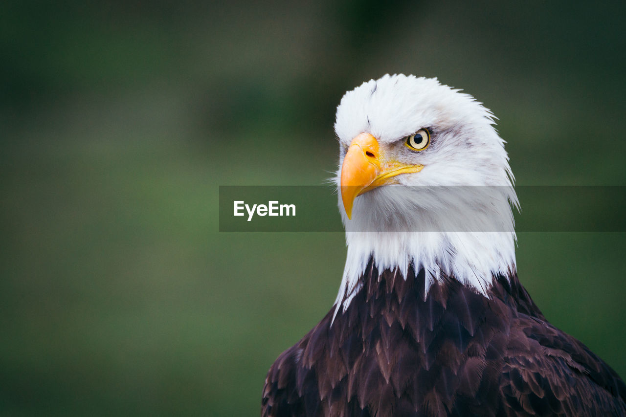 Close-up of bald eagle