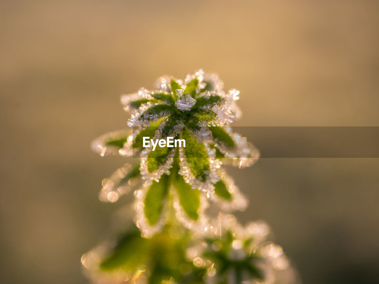 Close-up of flowering plant during winter