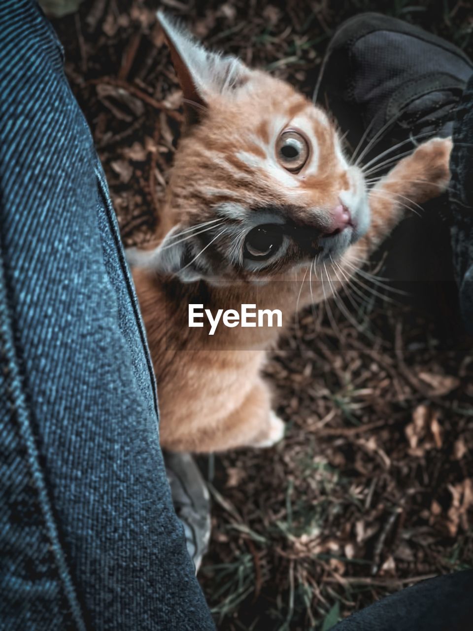 animal themes, animal, mammal, cat, pet, domestic animals, one animal, whiskers, domestic cat, feline, felidae, kitten, small to medium-sized cats, one person, high angle view, animal body part, portrait, looking, day, close-up, young animal, looking at camera