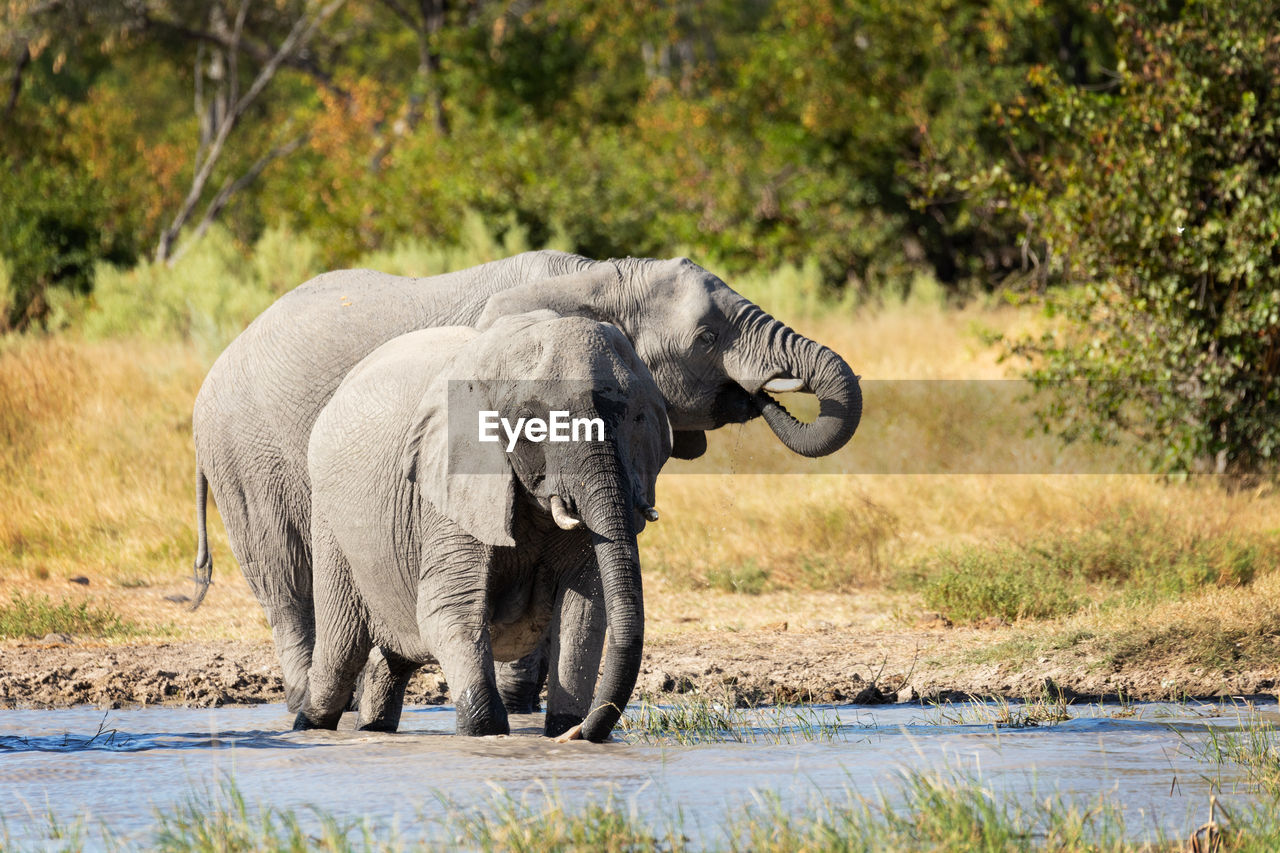 CLOSE-UP OF ELEPHANT STANDING BY WATER