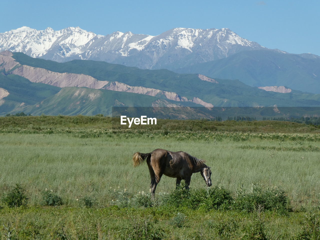 Horse next to the kyrgyzstan mountains 