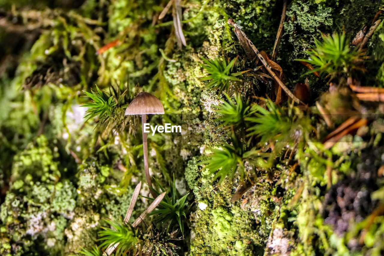 CLOSE-UP OF MUSHROOM GROWING ON FIELD IN FOREST