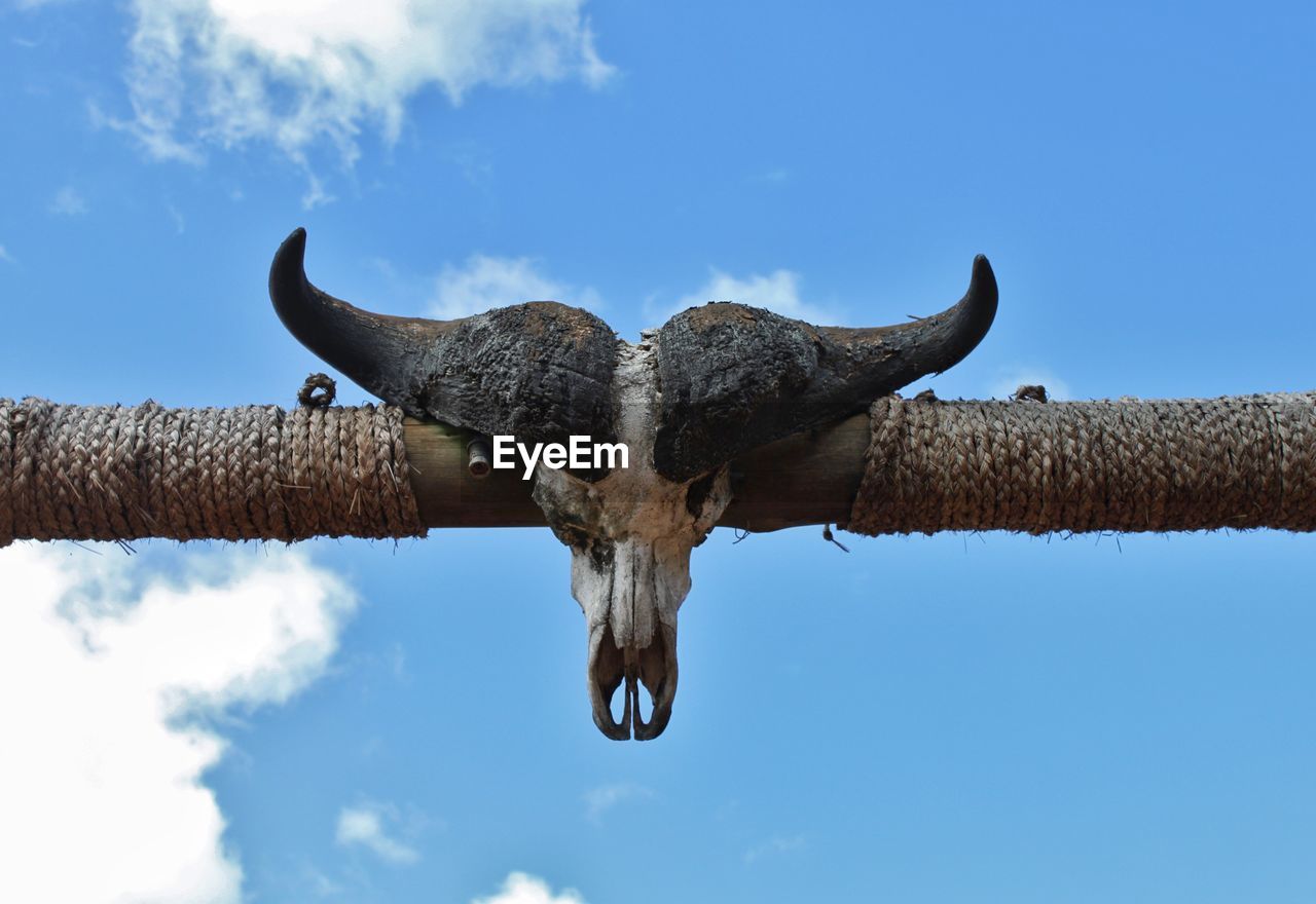 LOW ANGLE VIEW OF BIRD HANGING ON CLOTHESLINE AGAINST SKY