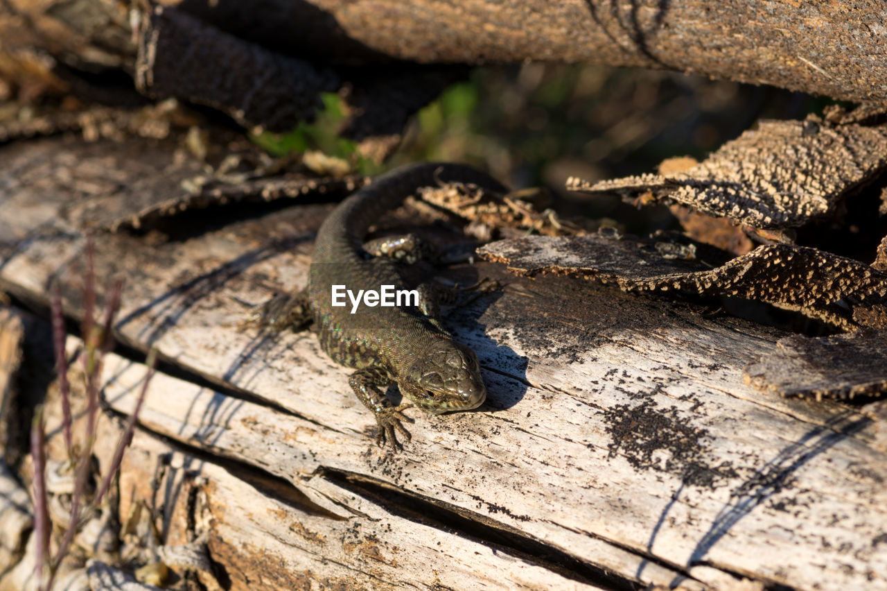 Close-up view of a small lizard on a tree stump in the spring sunlight