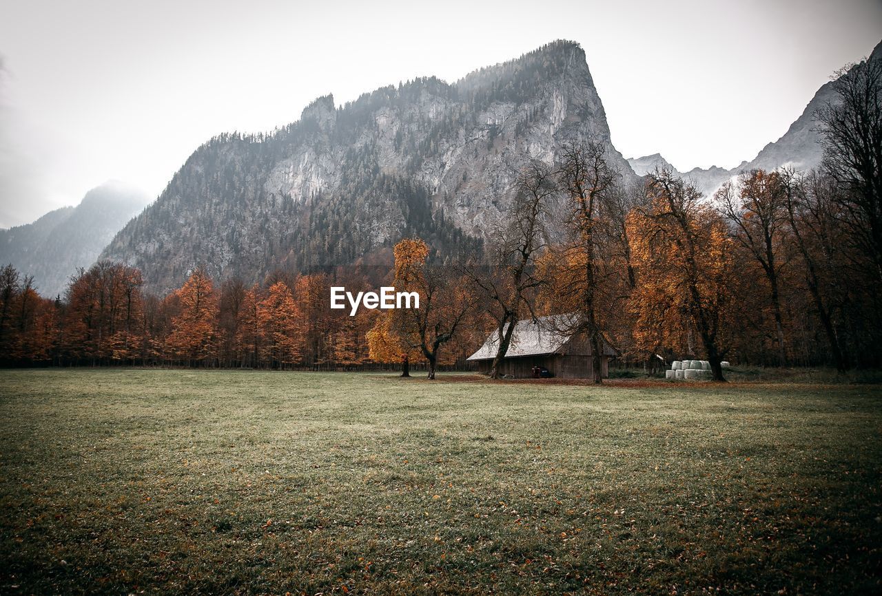 SCENIC VIEW OF TREES ON MOUNTAIN AGAINST SKY