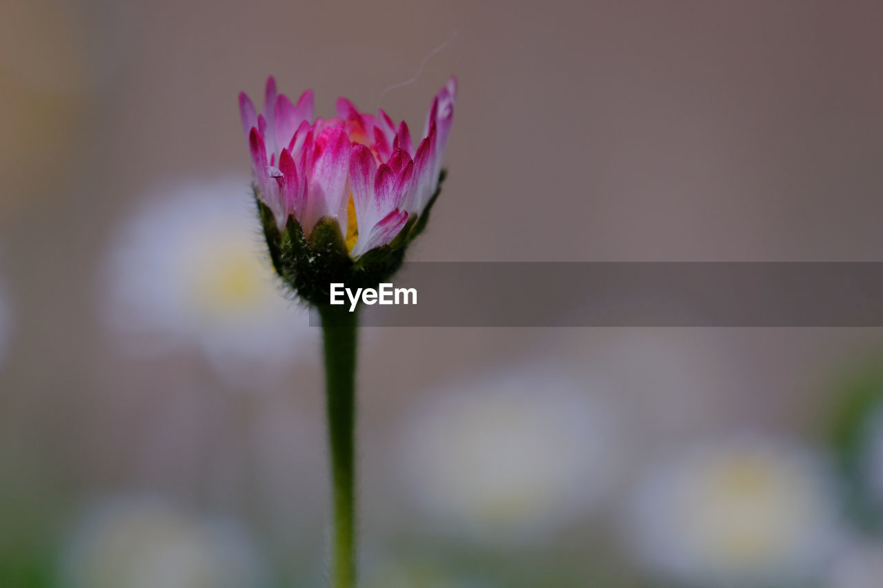 Close-up of pink flower