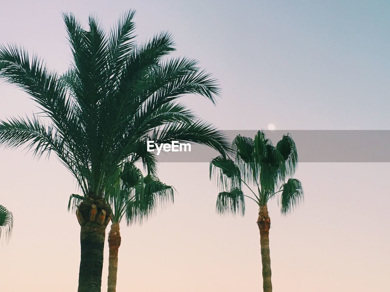 LOW ANGLE VIEW OF PALM TREE AGAINST SKY