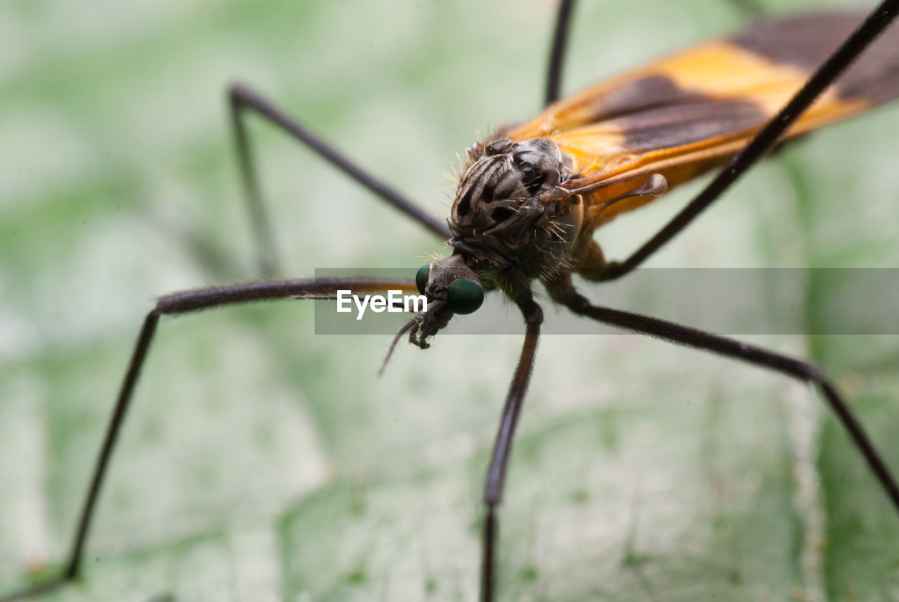 CLOSE-UP VIEW OF INSECT ON LEAF