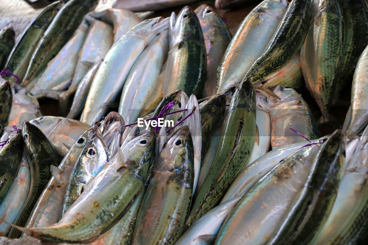 CLOSE-UP OF FISH FOR SALE IN MARKET