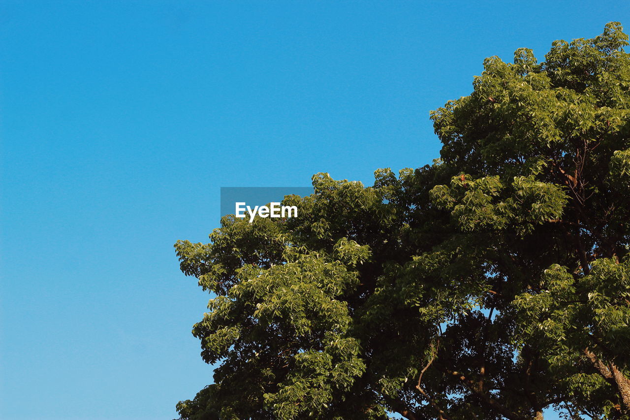 Low angle view of trees against clear blue sky