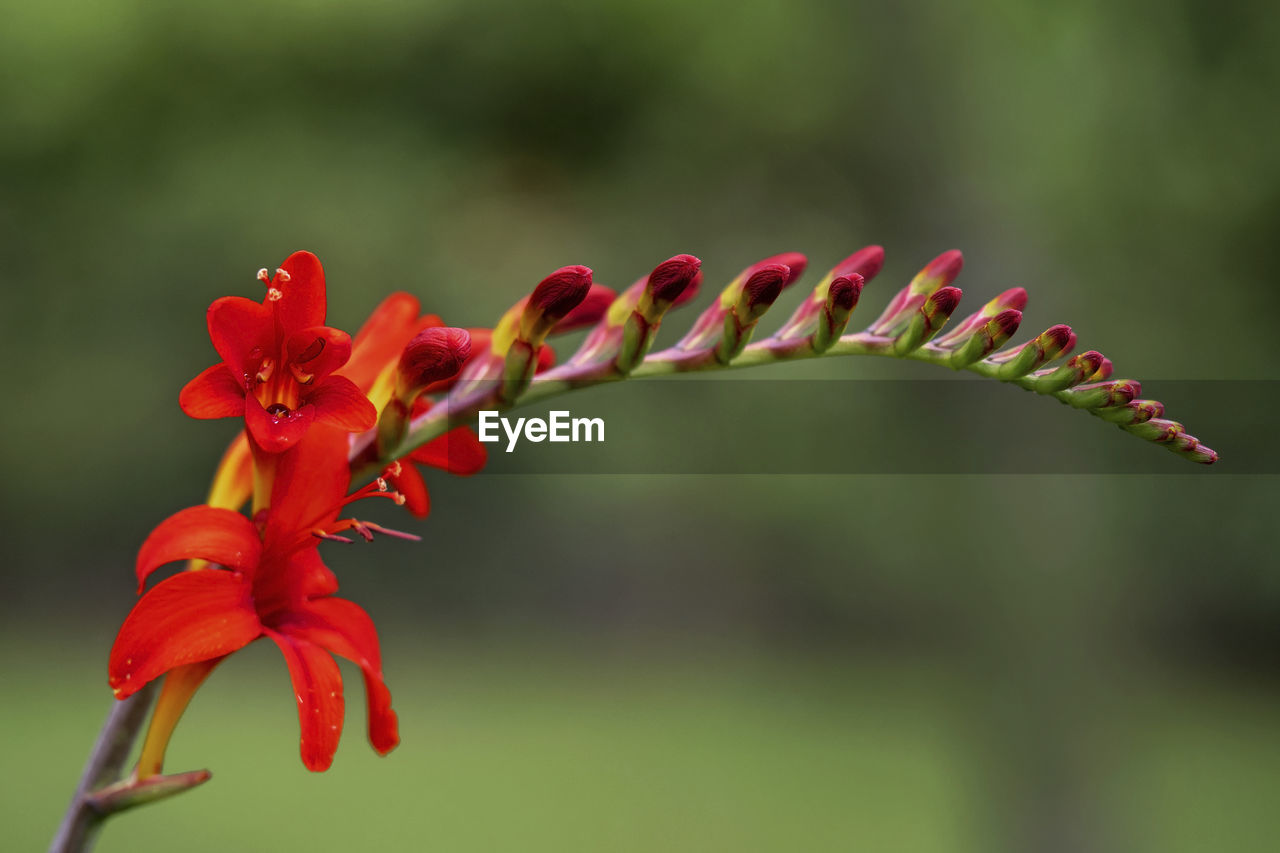 Closeup of a crocosmia flower spike with opern red flowers and buds in a garden with selective focus