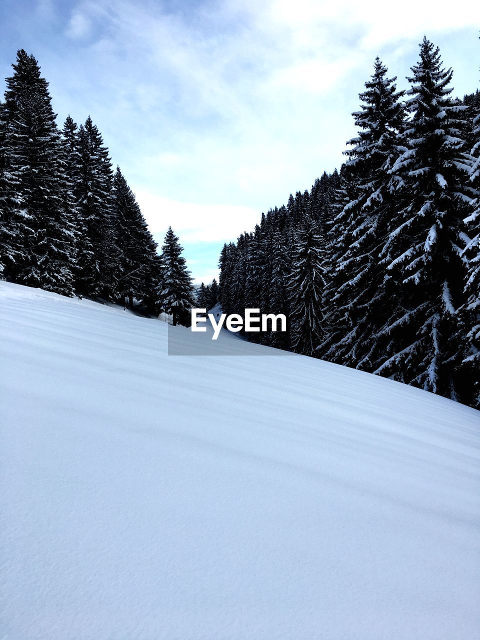 TREES ON SNOW COVERED LANDSCAPE